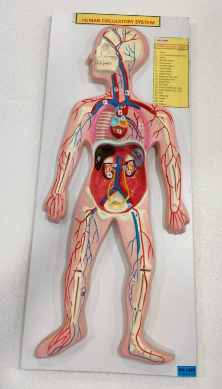 Human Circulatory System (Superior)