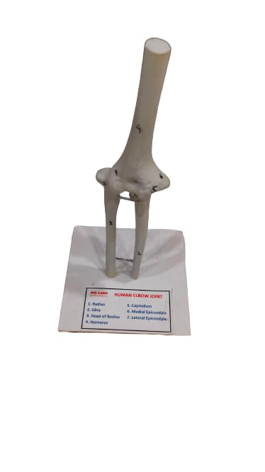 Human Elbow Joint Model