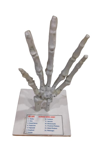 Human Hand Joint Model