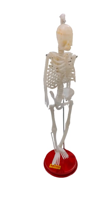 Human Skeleton Model 18" Height