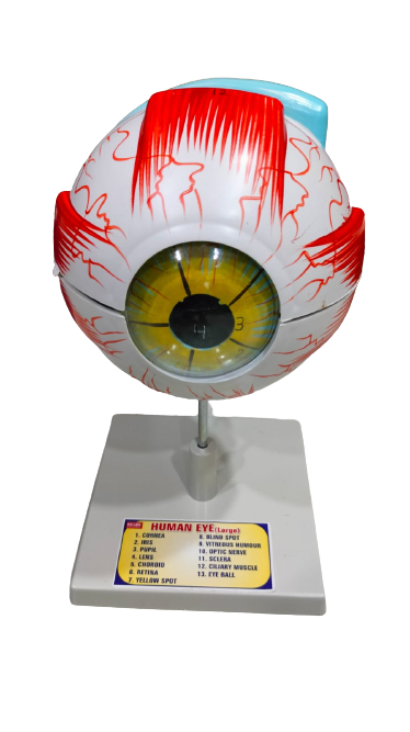 Human Eye 7 Parts On Stand (Large)