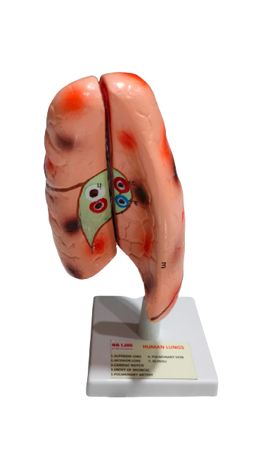 Human Lungs On Stand