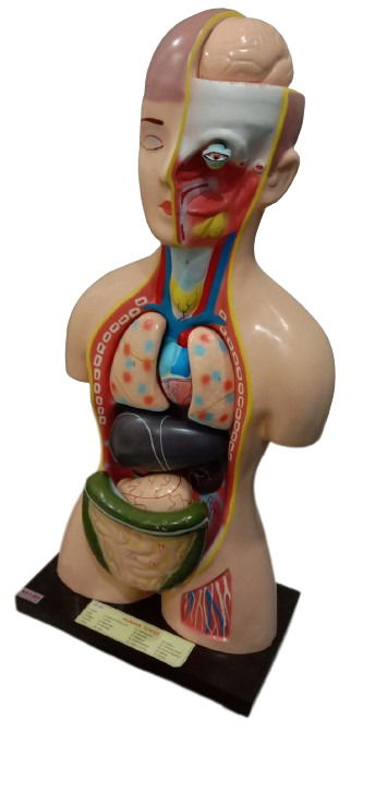 Human Torso Model 85cm Long
