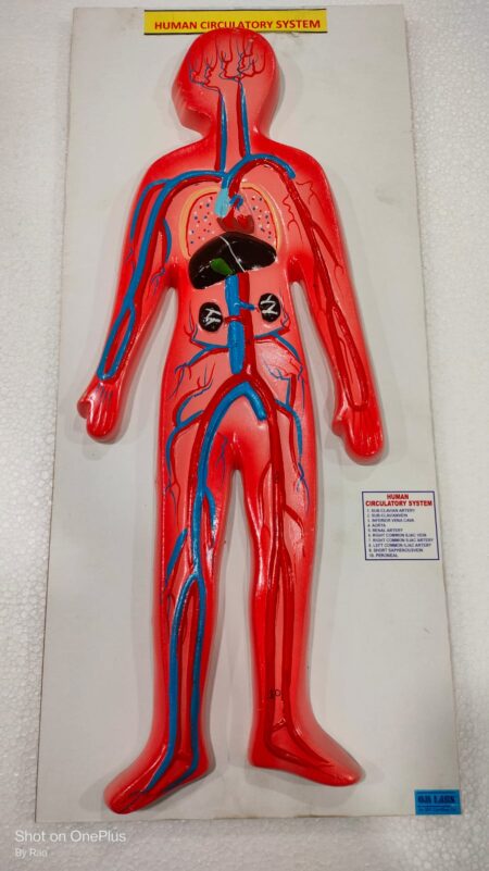 Human Circulatory System