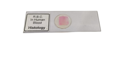 RBC in Human Blood Histology Slide (Pk. of 5 Pcs.)