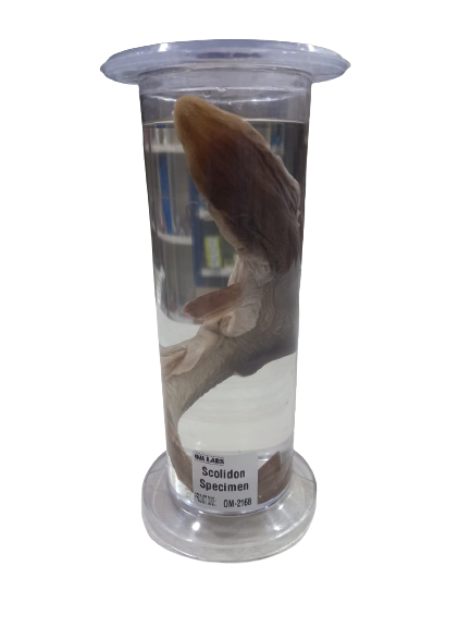Specimen Scoliodon