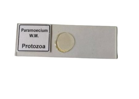 Paramecium W.M. Set Of 5 pcs. With Plastic Box