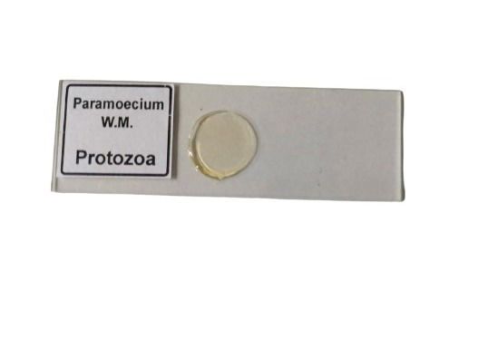 Paramecium W.M. Set Of 5 pcs. With Plastic Box