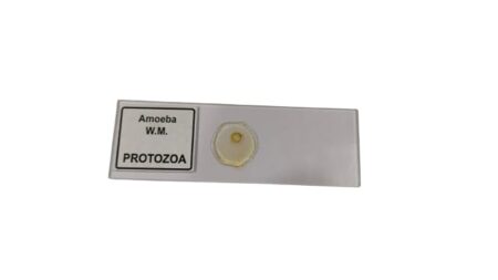 Amoeba Protozoa W.M Slides (Pk. of 5Pcs.)