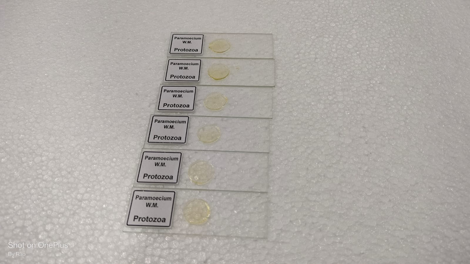 Paramecium W.M. Set Of 5 pcs. With Plastic Box - Image 3