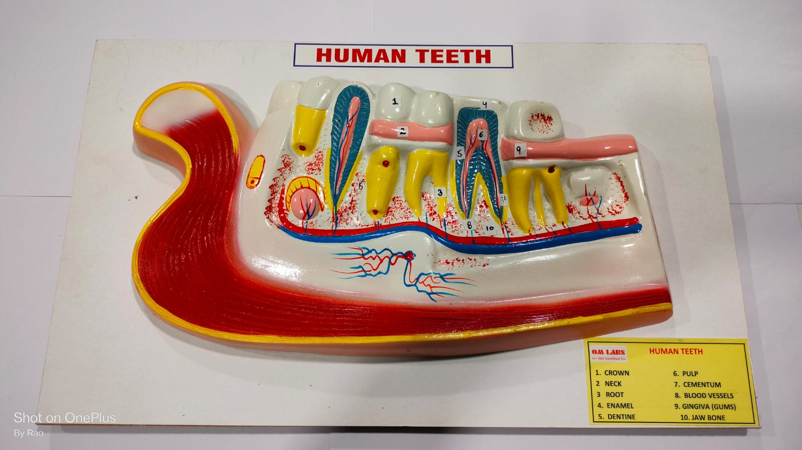 Human Teeth Model