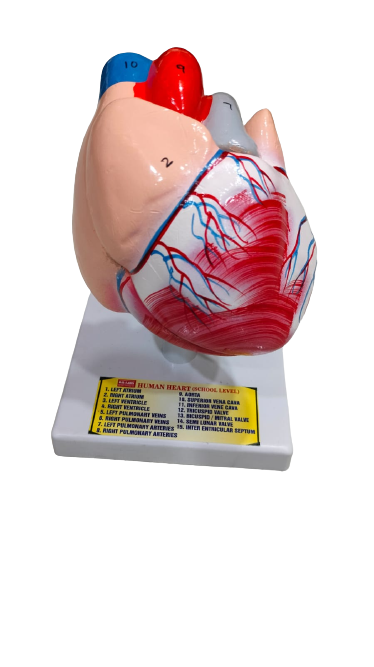 Human Heart 2 Parts On Stand