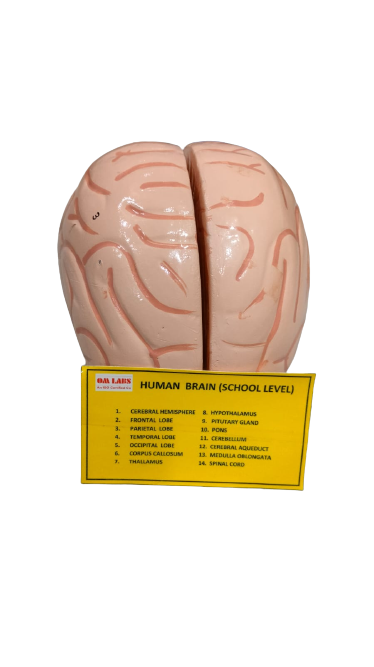 Human Brain 2 Parts