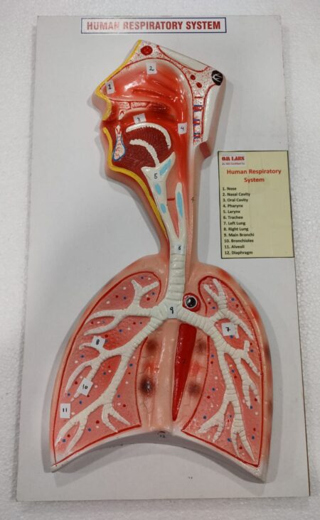 Human Respiratory System On Board