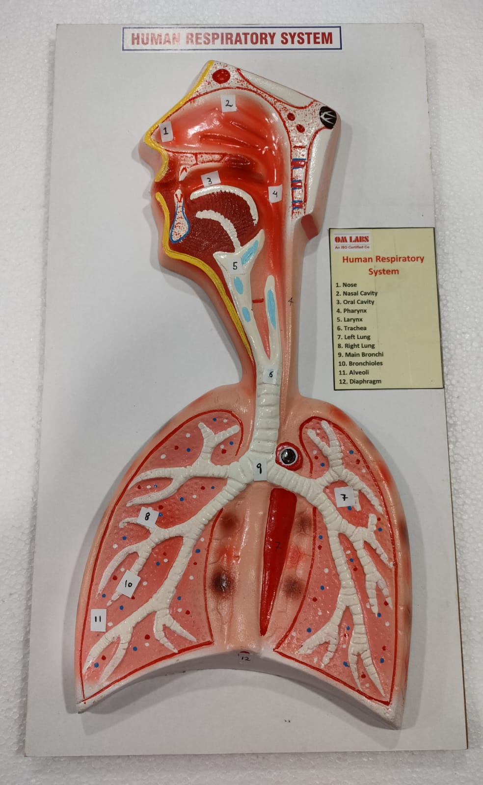 Human Respiratory System On Board