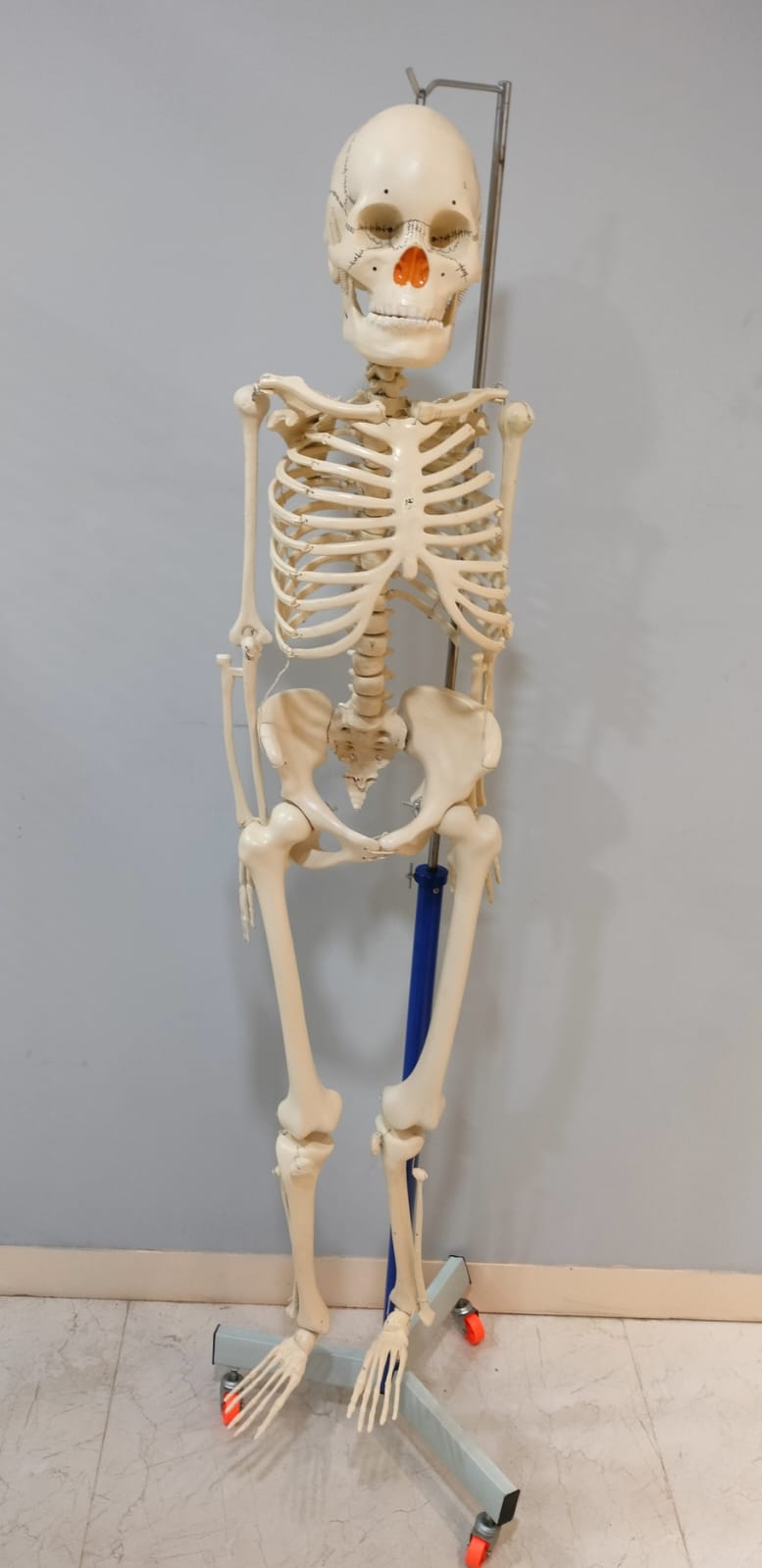Human Skeleton Superior 5 Feet Long With Stand