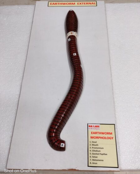 Earthworm External System On Board