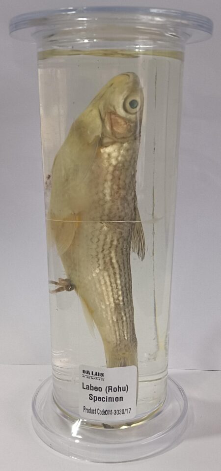 Labeo Rohita Specimen | Rahu Specimen | Zoology Specimen