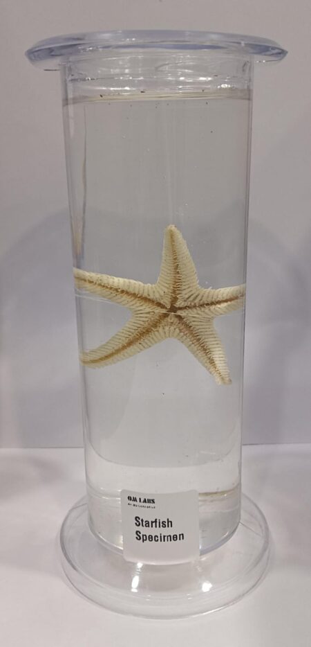 Specimen Starfish | Zoology Specimen