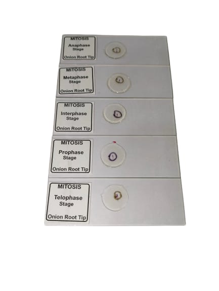 Mitosis Cell Division (Set of 5 Slides)
