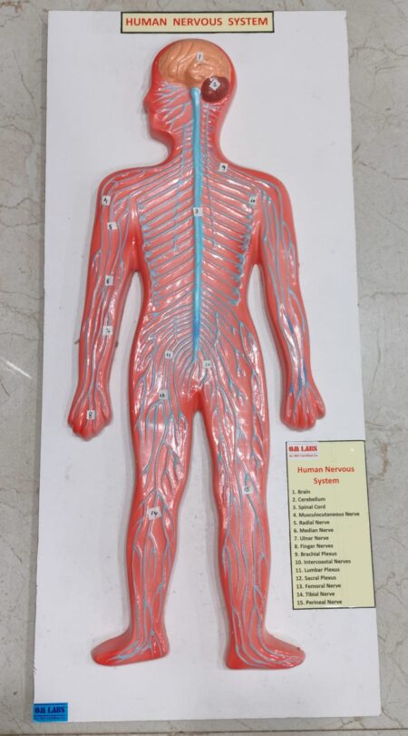 Human Nervous System On Board 22 X 9.5"
