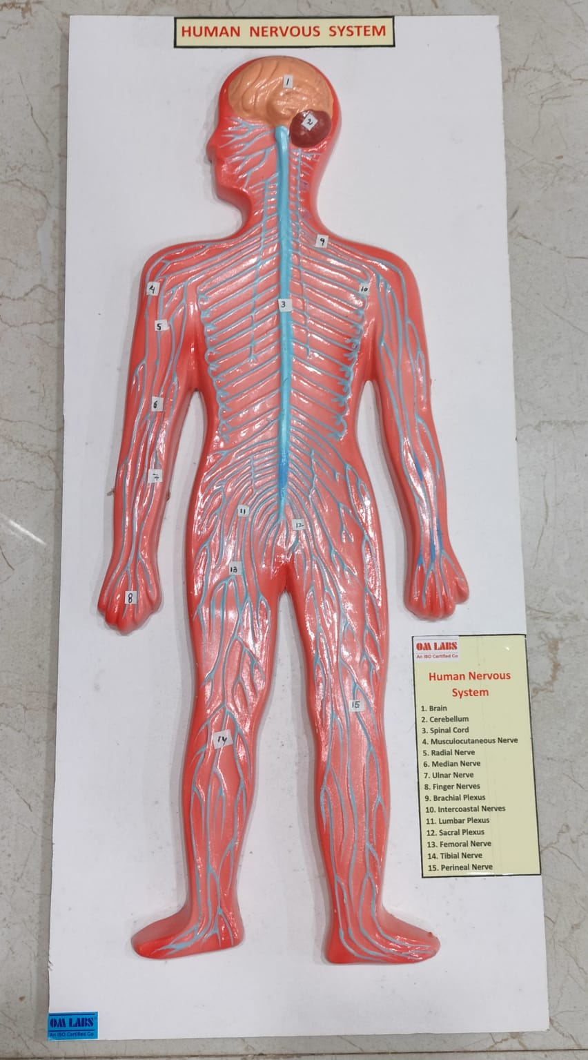 Human Nervous System On Board 22 X 9.5"