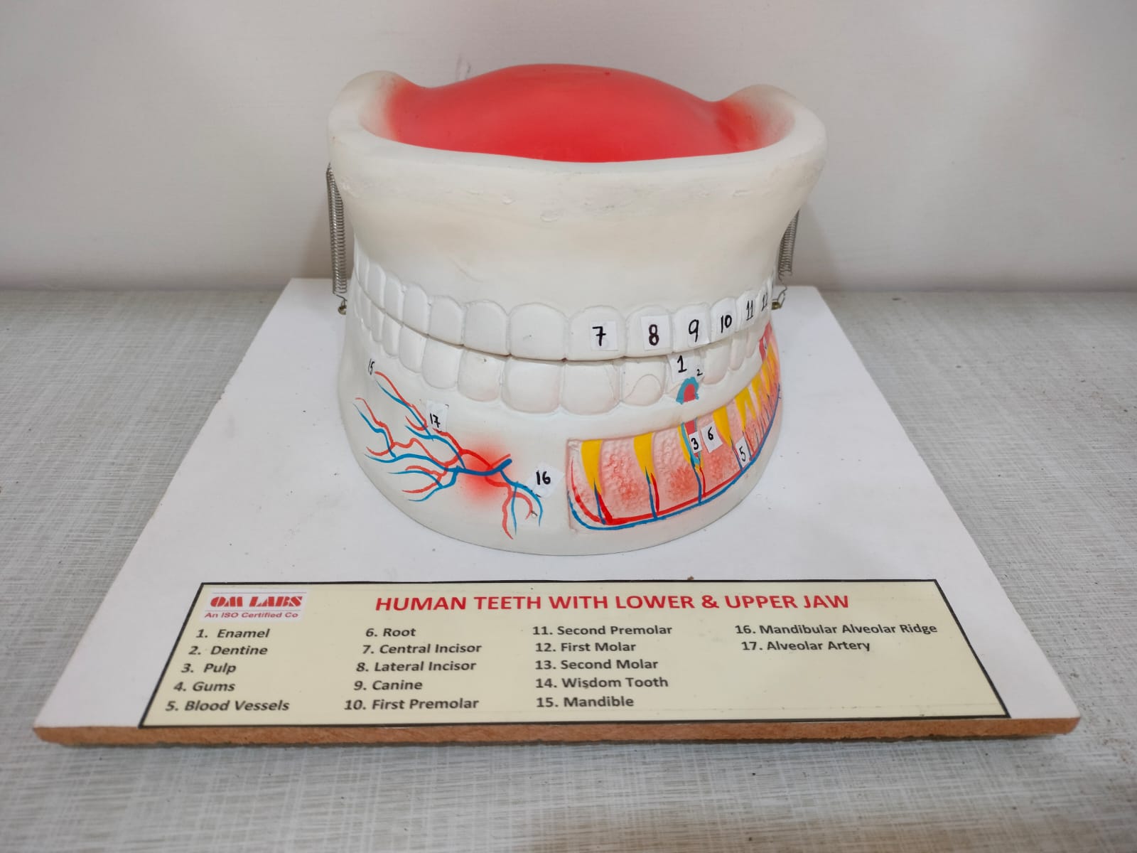 Human Teeth Upper Jaw & Lower Jaw - Image 2