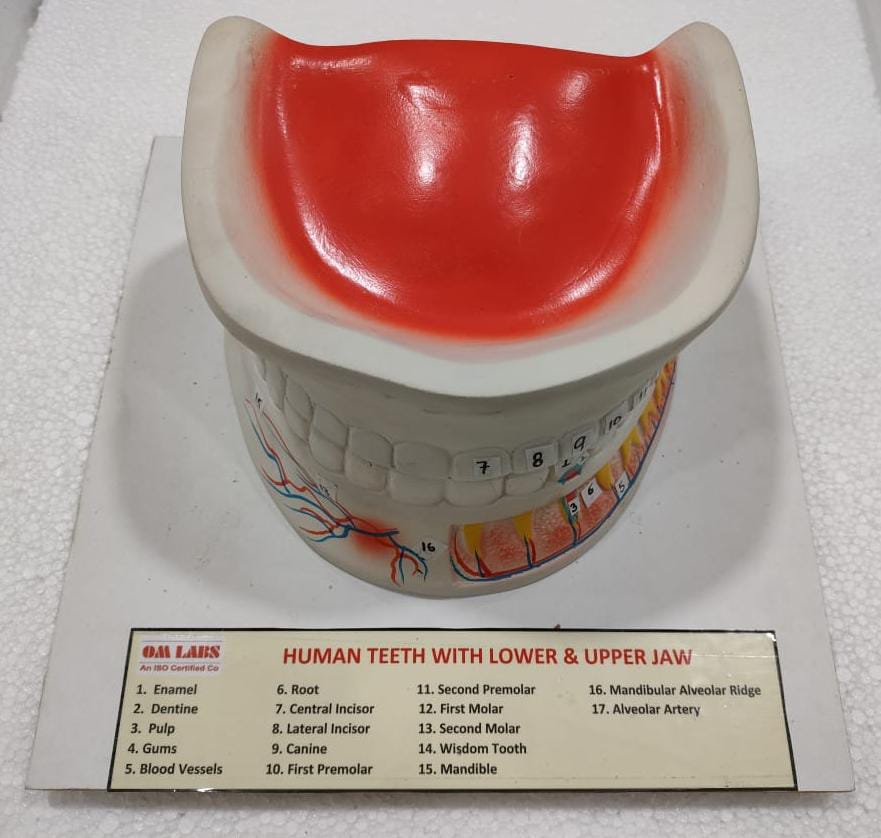 Human Teeth Upper Jaw & Lower Jaw
