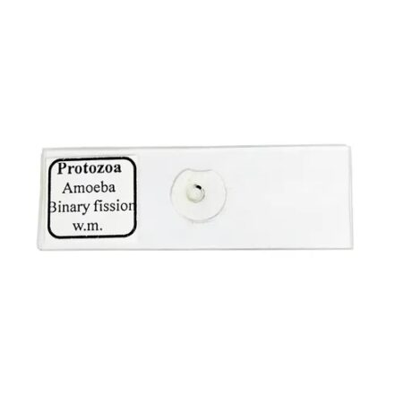 Amoeba Binary Fission Slide (Pack of 1 slide)