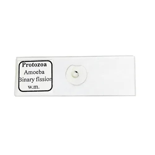 Amoeba Binary Fission Slide (Pack of 1 slide)