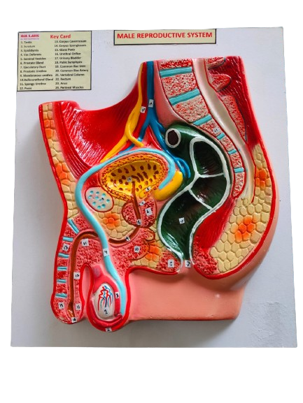 Human Reproductive System Male On Board 14 X 12"