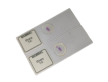Mammal Ovary T.S. Slide Set with Plastic Box | Set of 5 Pcs.