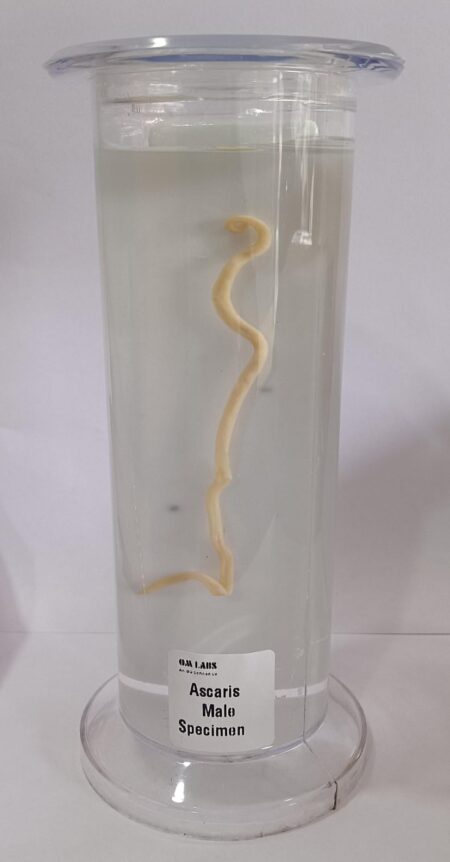 Ascaris Male Specimen | Zoology Specimen