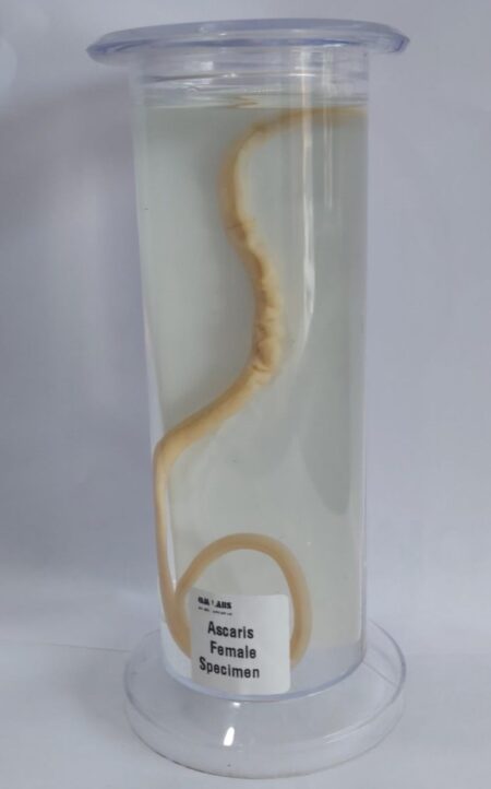 Ascaris Female Specimen | Zoology Specimen