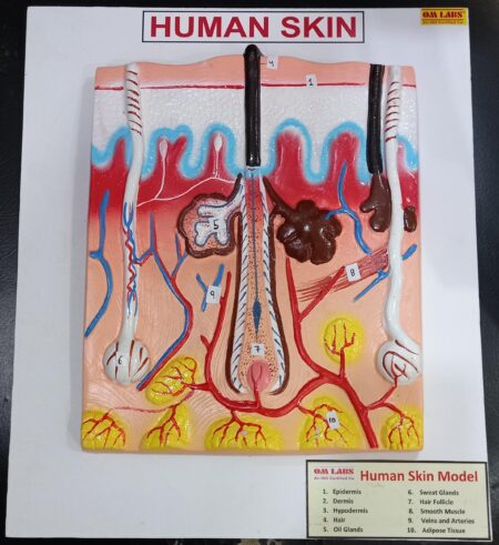 Human Skin On Board (14 x 12”)
