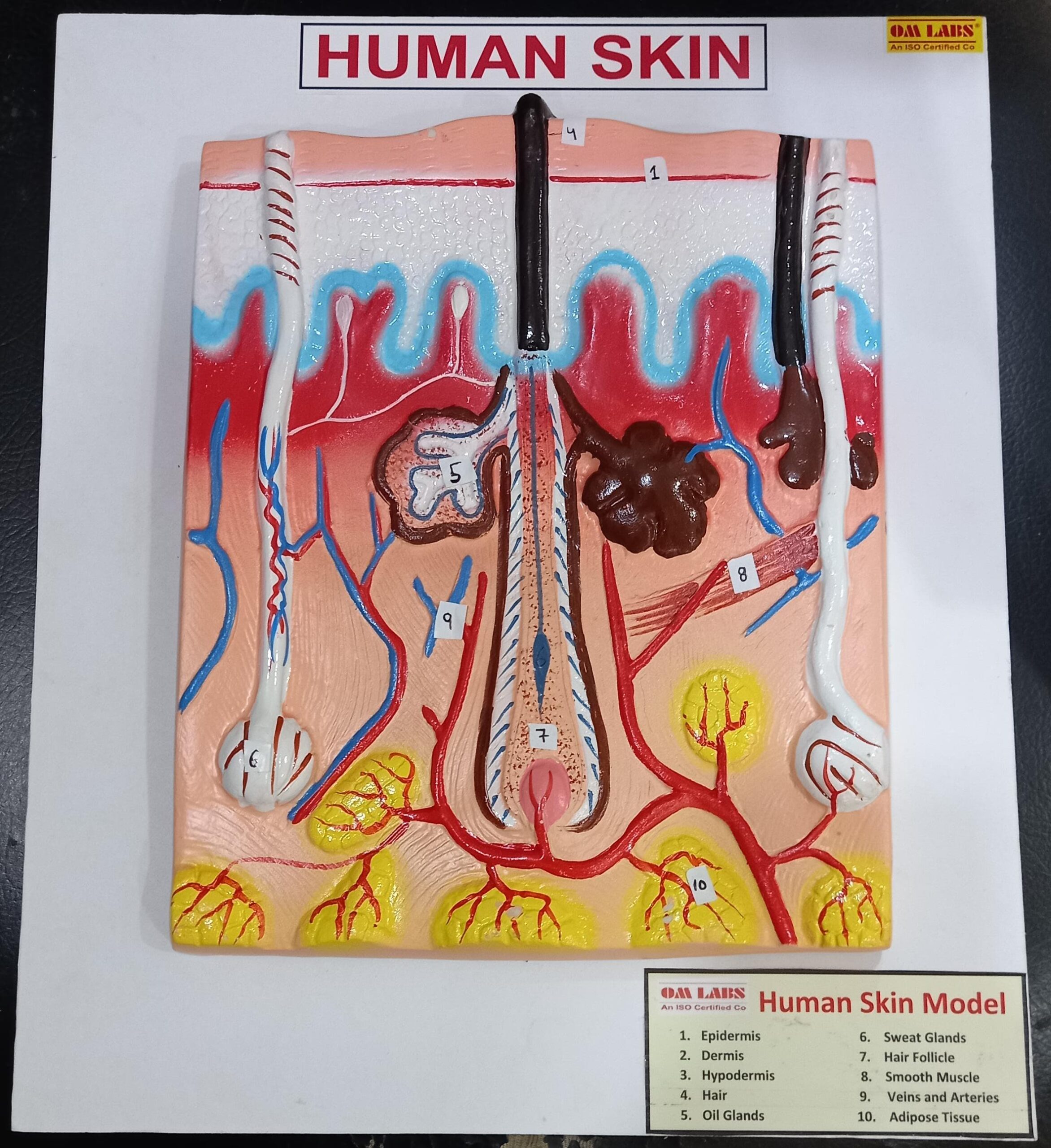 Human Skin On Board (14 x 12”)