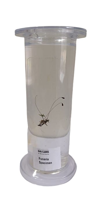 Funaira Specimen | Moss Specimen | Botany Specimen