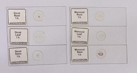 Monocot & Dicot Slides Set of 6