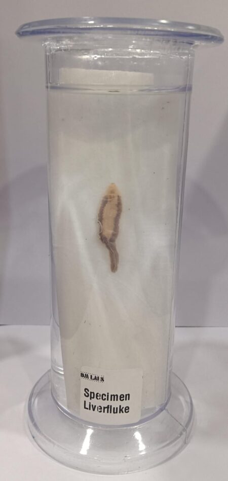 Liver Fluke Specimen | Zoology Specimen
