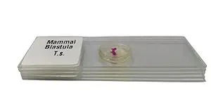 Mammal Blastula T.S Slides Set Of 5 With Plastic Box