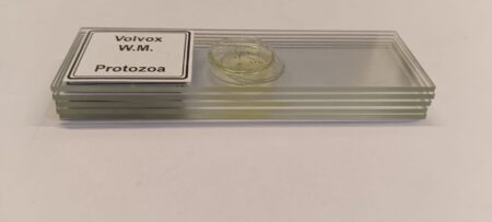 Volvox Slides Set Of 5 Pcs With Plastic Box