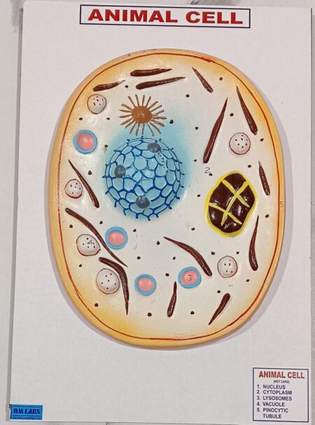 Animal Cell on Board Model ( 14" X 9.5")