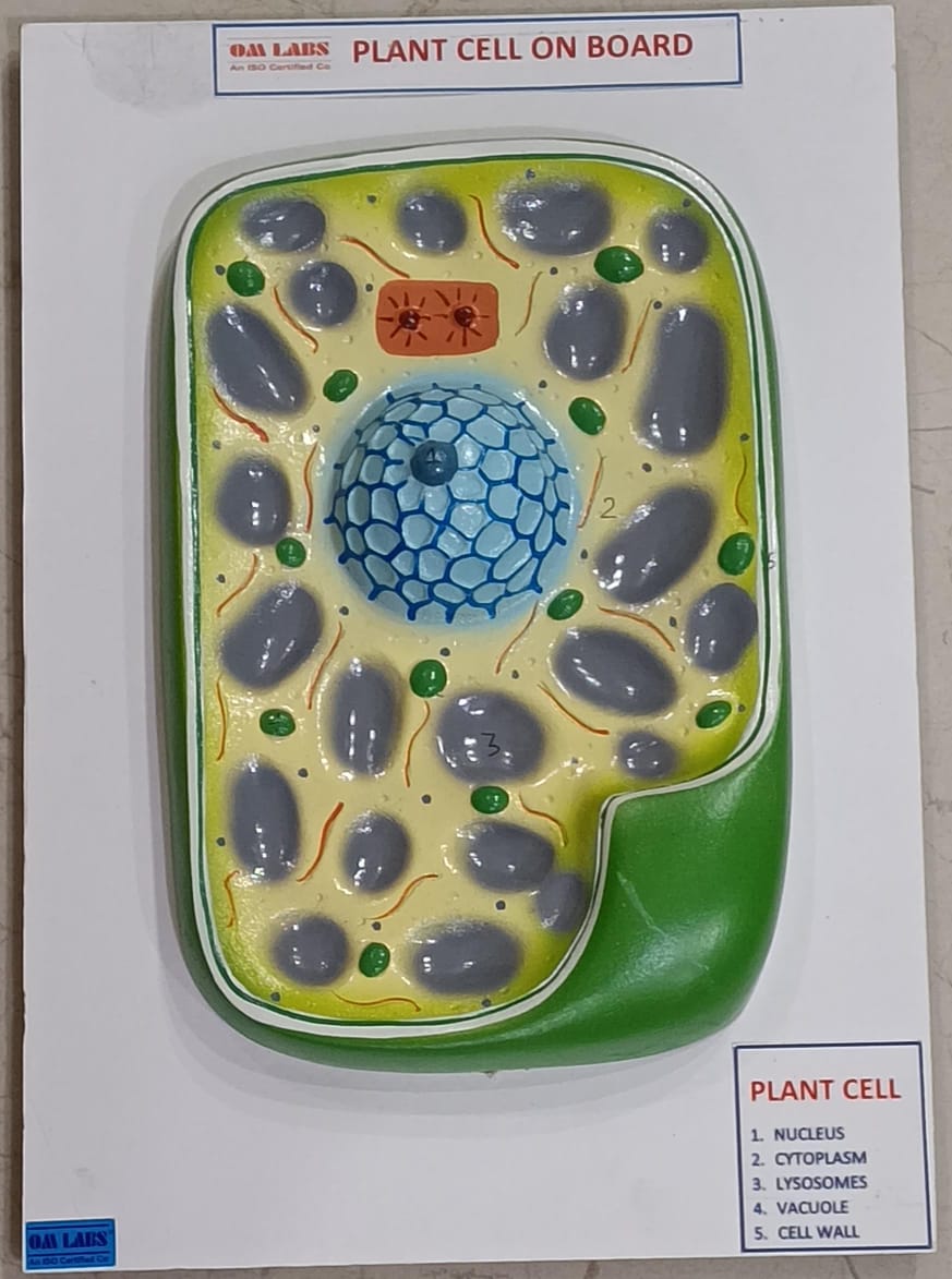 Plant Cell On Board Model ( 14"X 9.5)