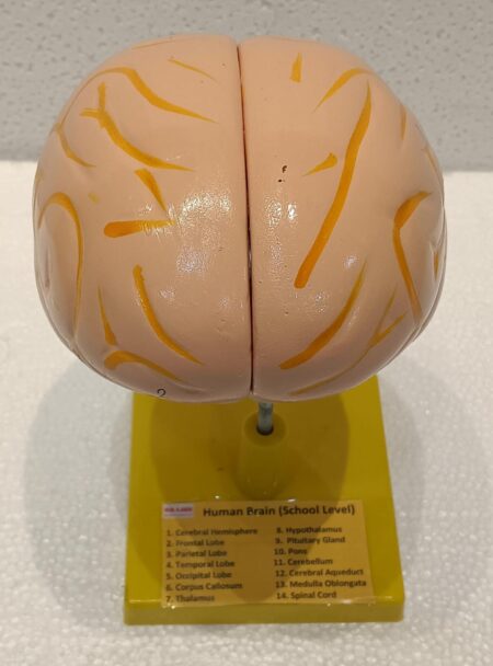 Human Brain Model 2 Parts with Base