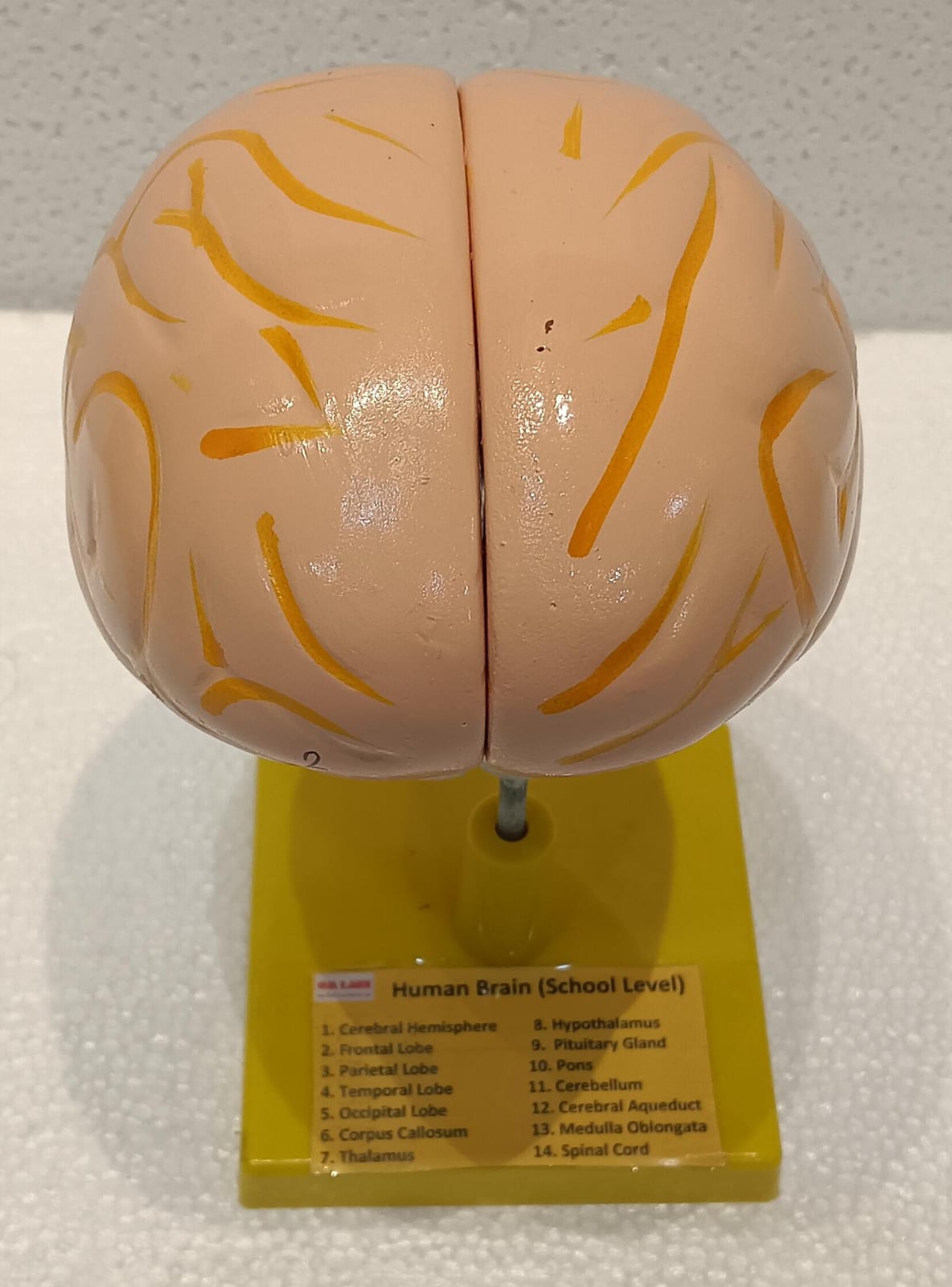 Human Brain Model 2 Parts with Base