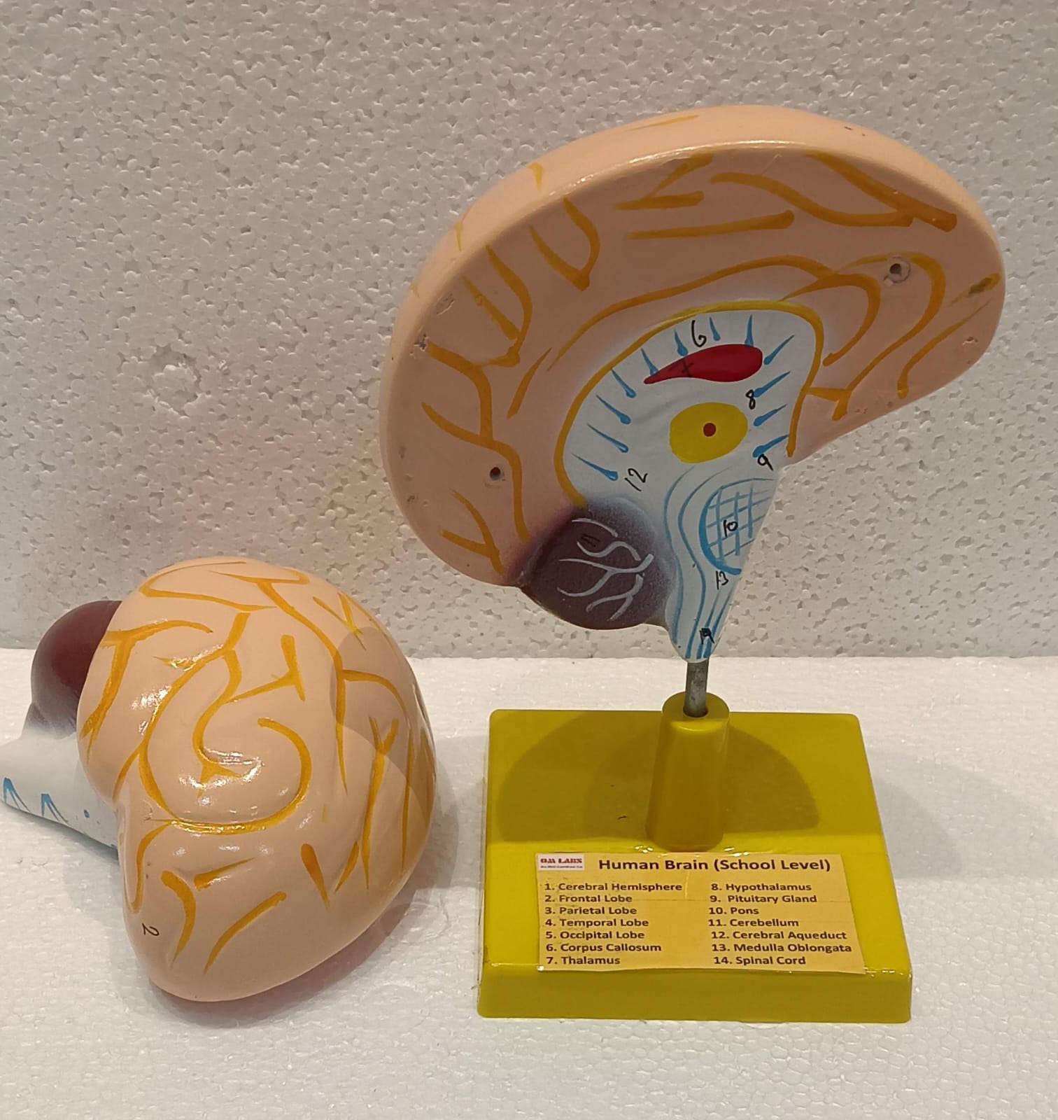 Human Brain Model 2 Parts with Base - Image 3