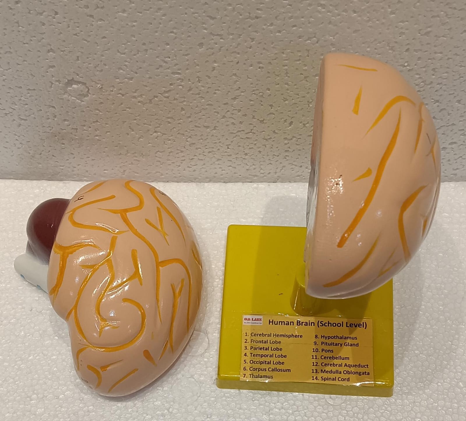 Human Brain Model 2 Parts with Base - Image 2