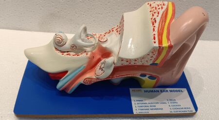 Human Ear Model on Base (Superior)