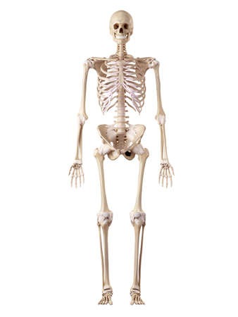 Human Skeleton Model 5 Feet (Good Quality)