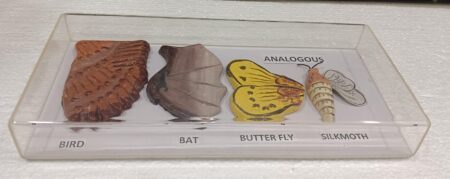 Analogous Organs Animals Models on Acrylic Showcase